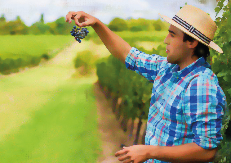Vi&ntilde;edos